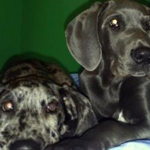 Meet your Posher, Shelly